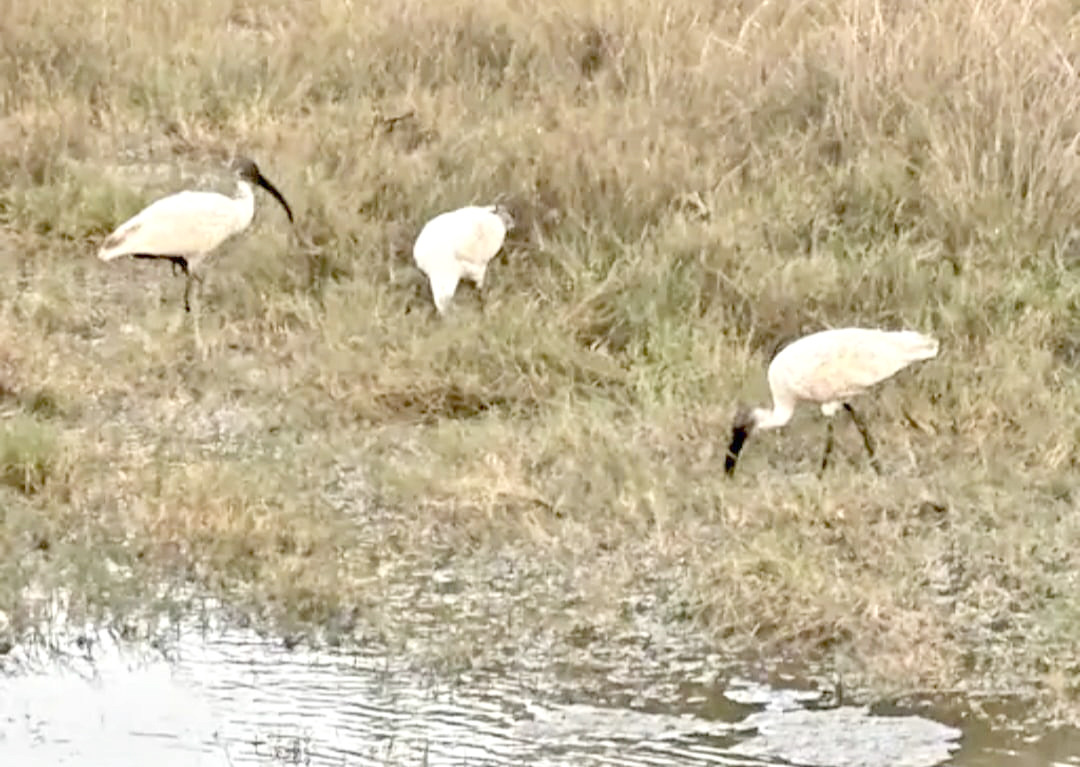 ફણસા ટાટાવાડીમાં દેશ-વિદેશથી આવતા પક્ષીનો નજારો