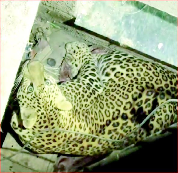 દમણમાં ઝડપાયેલા દીપડાને જંગલમાં છોડાયો