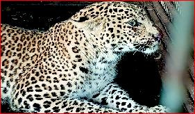 રોહિણામાં દિપડો પાંજરે પુરાયો