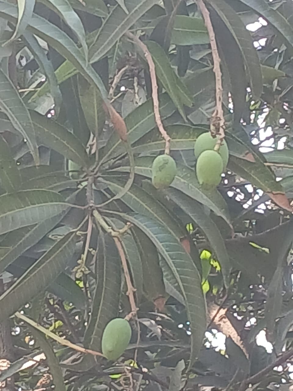 પારડીની આંબાવાડીઅોમાં કેરી દેખાતાં ખેડૂતોમાં નવી આશા જાગી