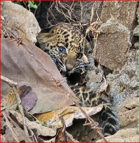 ભેંસકાતરીમાં દીપડીના બચ્ચાને ઉગારાયું