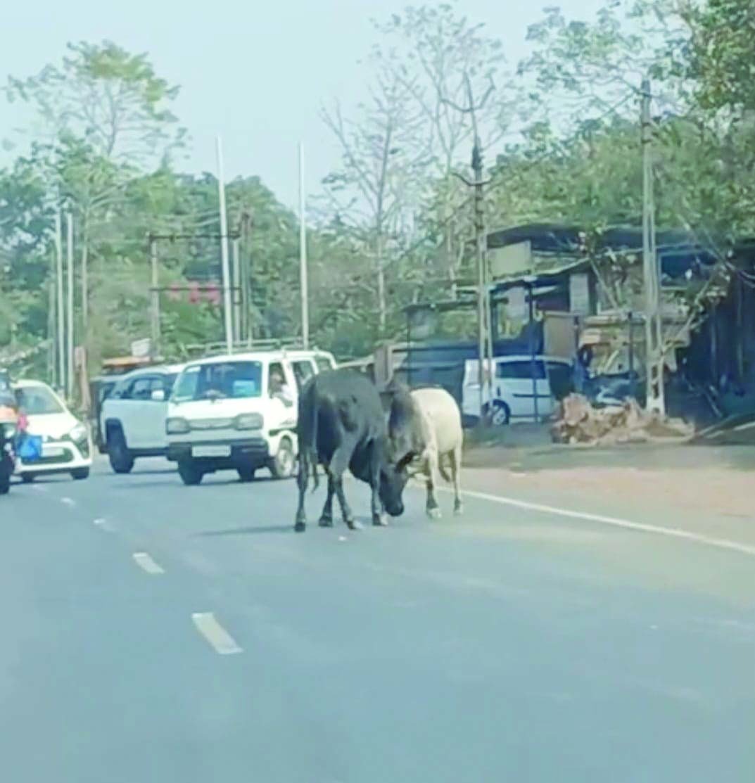 ખારવેલમાં આખલાઅોની લડાઈથી ટ્રાફિક જામ