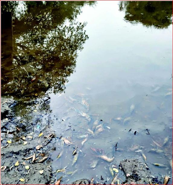 નાની સરોણનાં તળાવમાં મૃત માછલીથી અનેક તર્કવિતર્ક