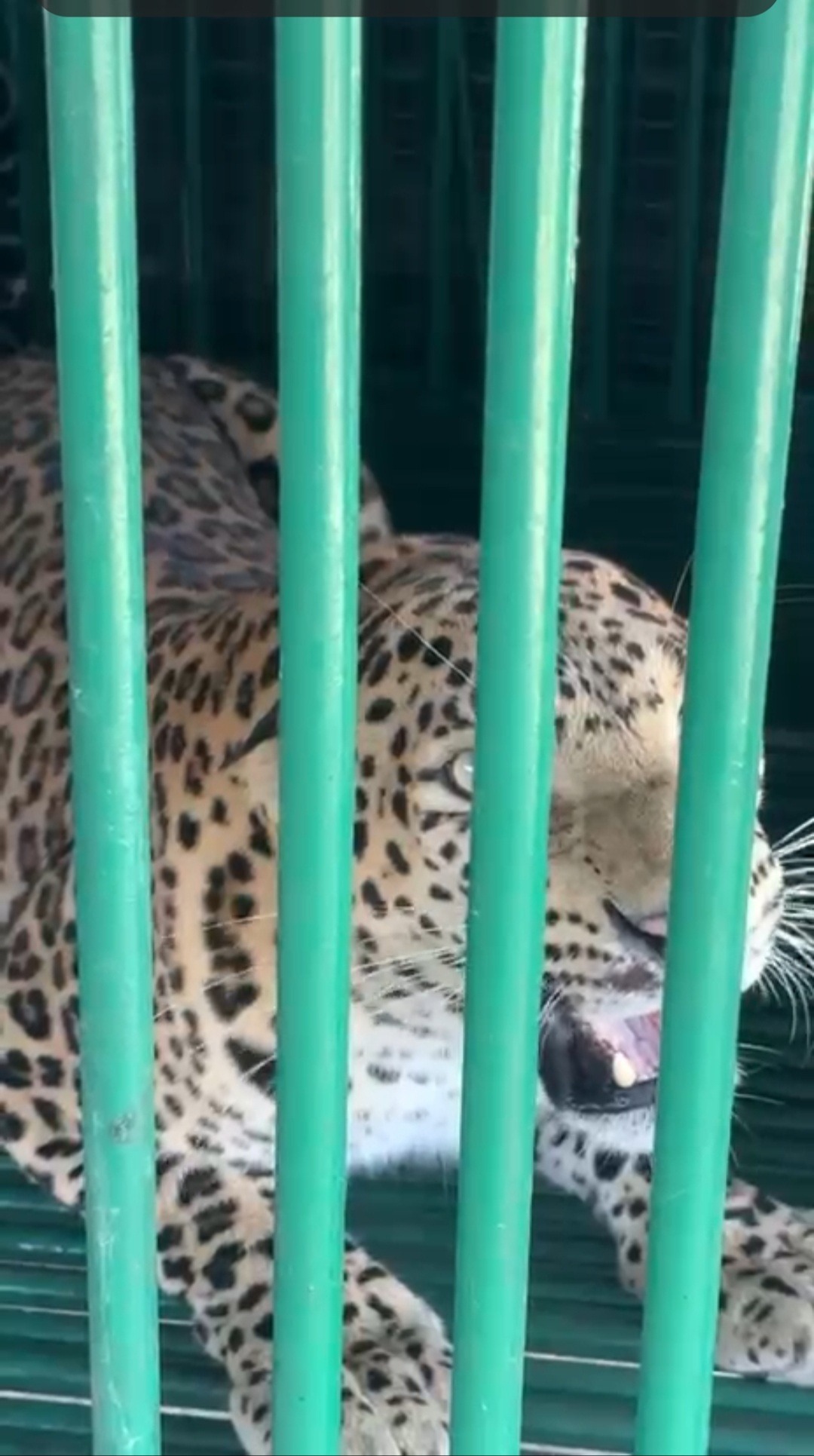 ખાંભડા ગામે ખેડૂત ઉપર હુમલો કરનાર દીપડી પાંજરે