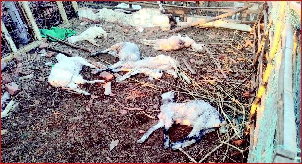 વણગામમાં દીપડાઍ હુમલો કરતાં ૧૦ બકરાંના મોત