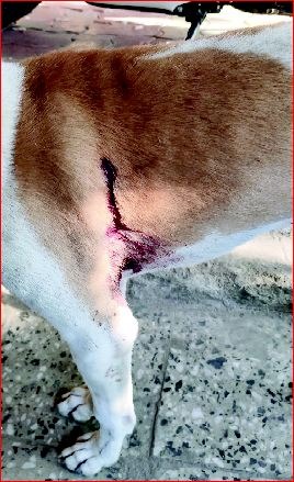 અતુલમાં રખડતા શ્વાનને બચાવવા જતાં જાનથી મારી નાખવાની ધમકી !