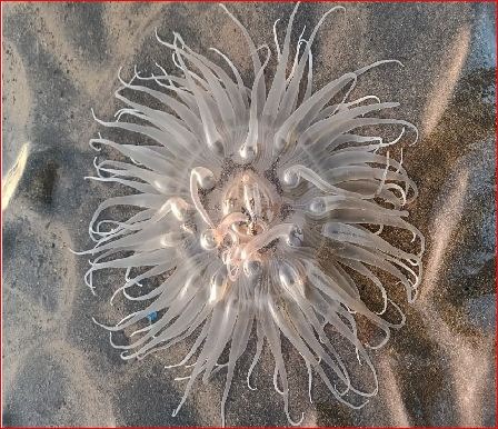 નારગોલના દરિયામાં કમળના ફૂલ આકારના રંગબેરંગી સી ઍનિમોન જીવ આકર્ષણનું કેન્દ્ર 