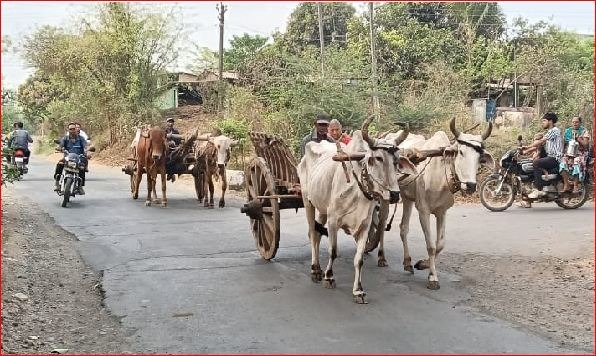 યંત્ર યુગમાં પણ ગ્રામ્ય વિસ્તારોમાં બળદગાડાનું મહત્વ અકબંધ