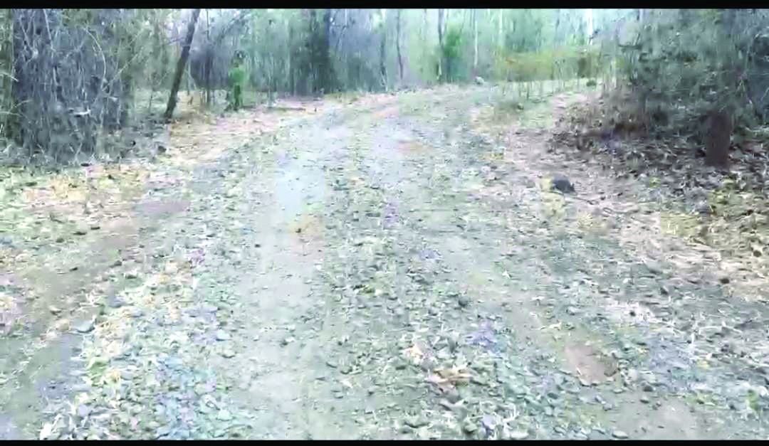 પાનસ વન ઔષધિય ઉધાનનો રસ્તો બિસ્માર