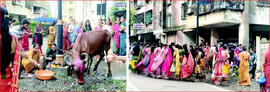 વાપીમાં સૌરાષ્ટ્રવાસી મહિલાઅો દ્વારા બોળચોથે ગાય-વાછરડાની પૂજા કરાઈ