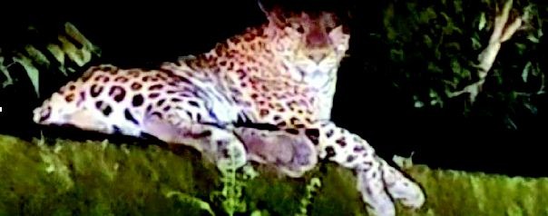 સાપુતારામાં દીપડાઓની લટાર.!