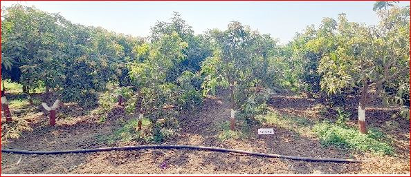 વલસાડ અને નવસારીની આંબાવાડીઓમાં ચોમાસા બાદ વૈજ્ઞાનિક માવજત જરૂરી