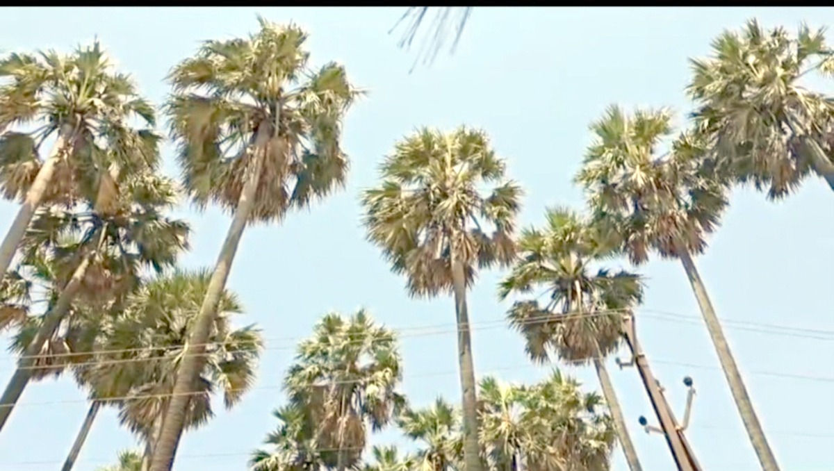 ઉમરગામ પંથકમાં લોકો તાડના ઝાડ લગાવતા થયા